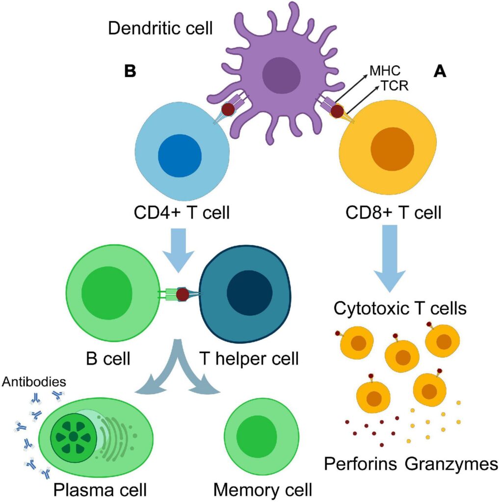 About Us - Stemcelline